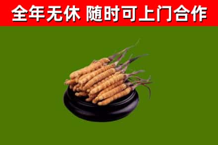 洪泽烟酒回收冬虫夏草.jpg