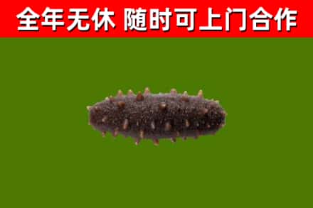 洪泽烟酒回收干海参.jpg
